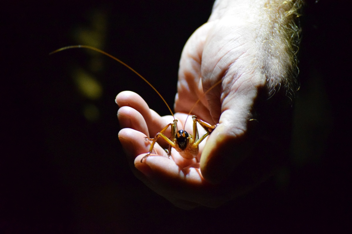 BPKGuide's tweet image. The weta is one of the largest insects to be found in New Zealand; creepy, but fascinating!
💜 Like if you agree!
#nzmustdo #nzpocketguide #purenz #destinationnz #photooftheday #newzealandlife #newzealandfinds #travelnewzealand #visitnewzealand #newzealandtrip #newzealandguide