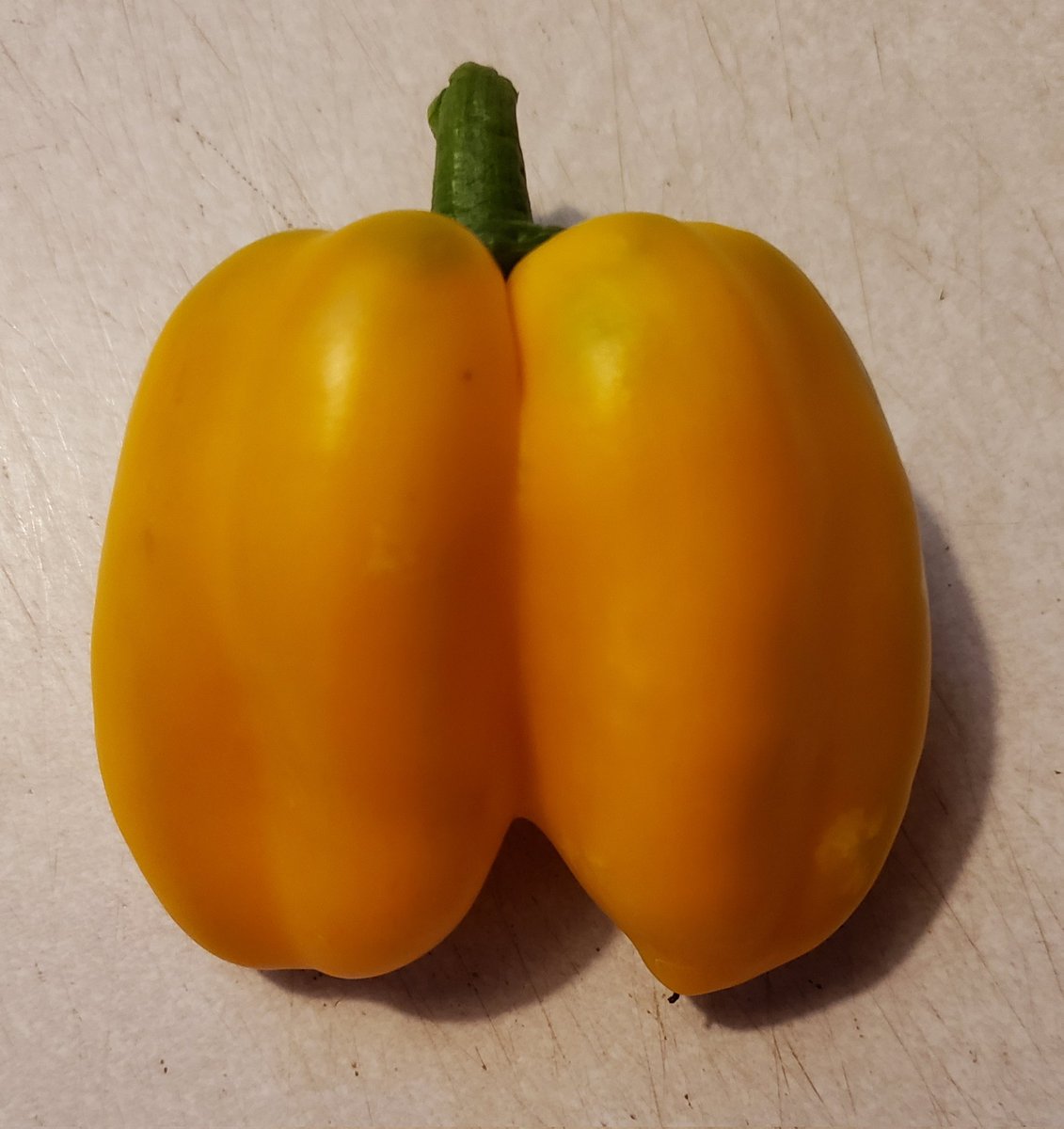 Kristind0424's tweet photo. My sweet pepper plants havent done the best this year, but have produced this genetic beauty..
#gardening #pepperbutt https://t.co/DGZsztgIkW
