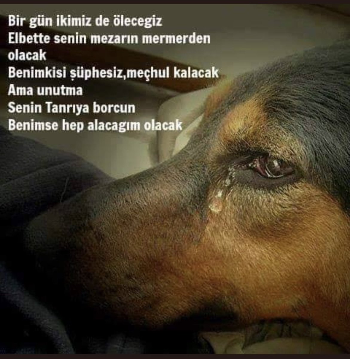 cenkerenonline's tweet photo. #köpekdüşmanlarınadurde https://t.co/weYqHp9v9n