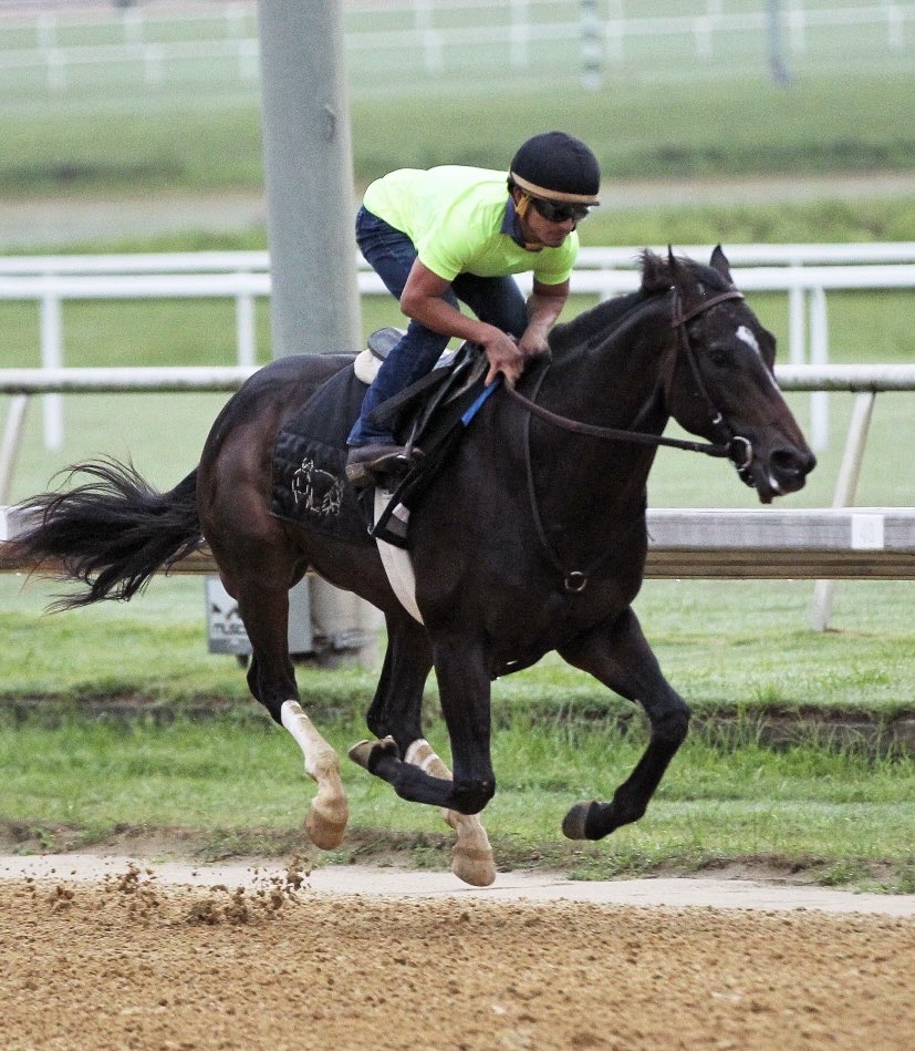 Liz Morris (@lizzym333) on Twitter photo Damon’s Mound breezing this morning for Team <a href="/_MichelleLovell/">Michelle Lovell</a> with <a href="/gabe__saez/">Gabriel Saez</a> in the irons @ColonialRosies 🤩 Damon’s Mound breezing this morning for Team <a href="/_MichelleLovell/">Michelle Lovell</a> with <a href="/gabe__saez/">Gabriel Saez</a> in the irons @ColonialRosies 🤩