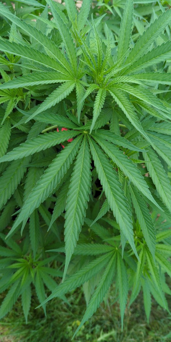 Sometimes I blare music about marijuana and smoke with my girls in the back yard. It stimulates growth and makes the neighbors quiet down 😉