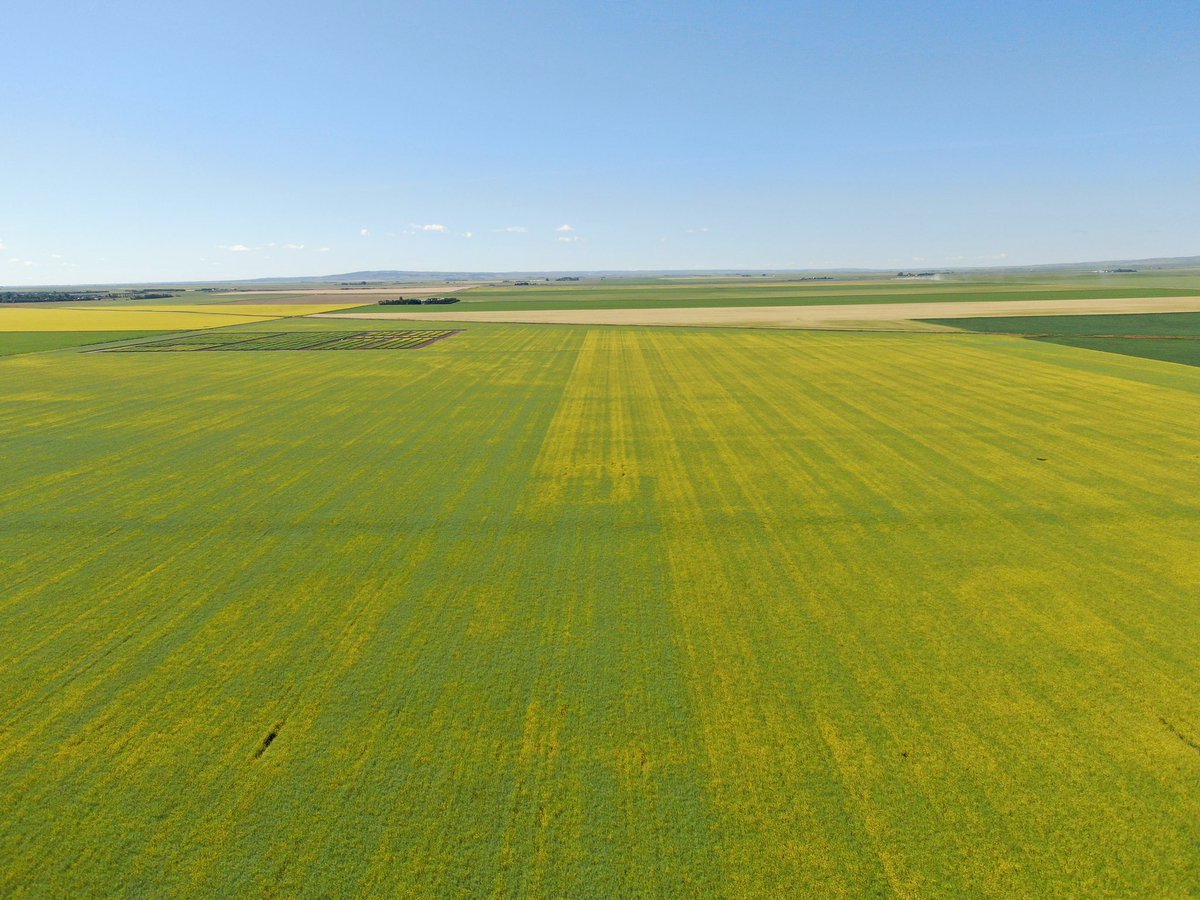 Crop360's tweet photo. Sometimes trial lines are hard to find, but sometimes they aren't! Top Phos doing it's thing on this canola crop. Excited to see what the combine says @TimacAgroCanada https://t.co/dlUztK9YhP