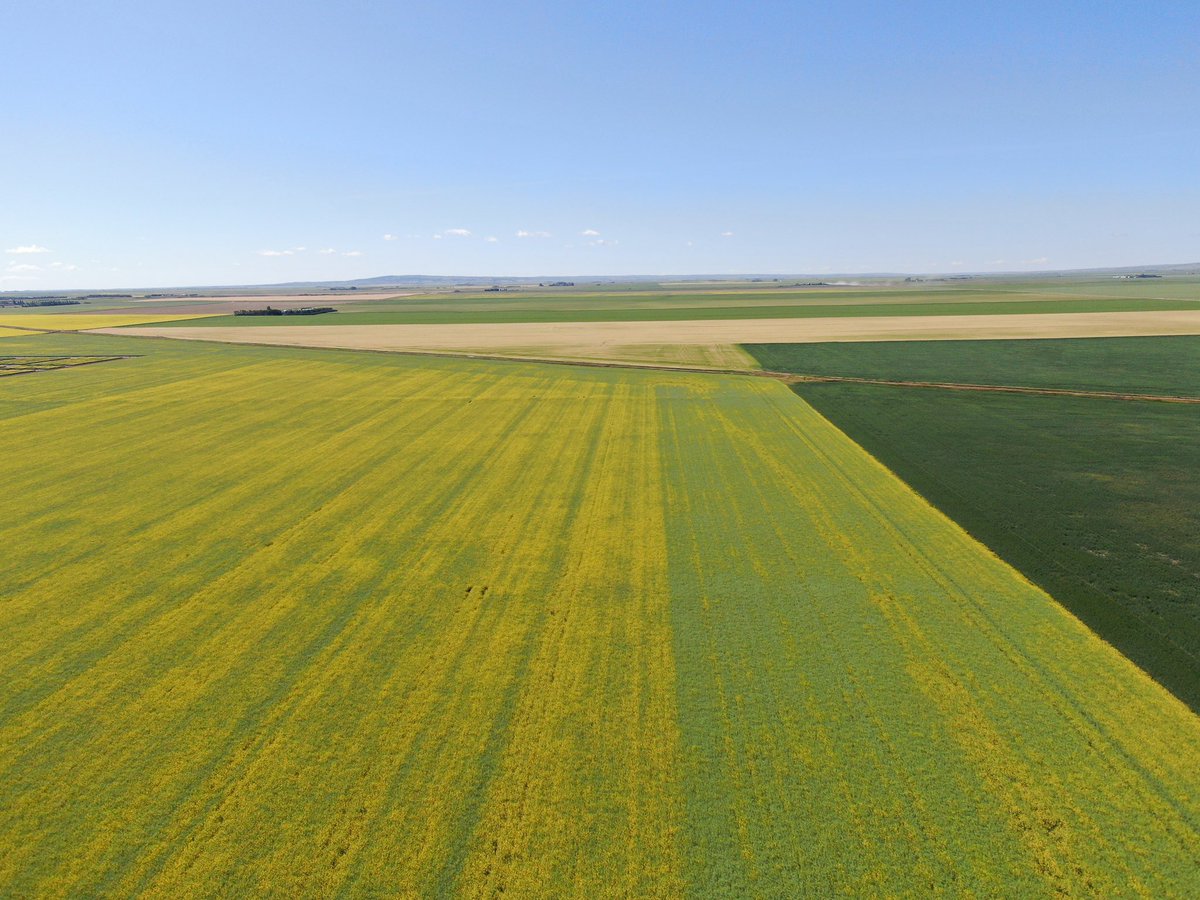 Crop360's tweet photo. Sometimes trial lines are hard to find, but sometimes they aren't! Top Phos doing it's thing on this canola crop. Excited to see what the combine says @TimacAgroCanada https://t.co/dlUztK9YhP