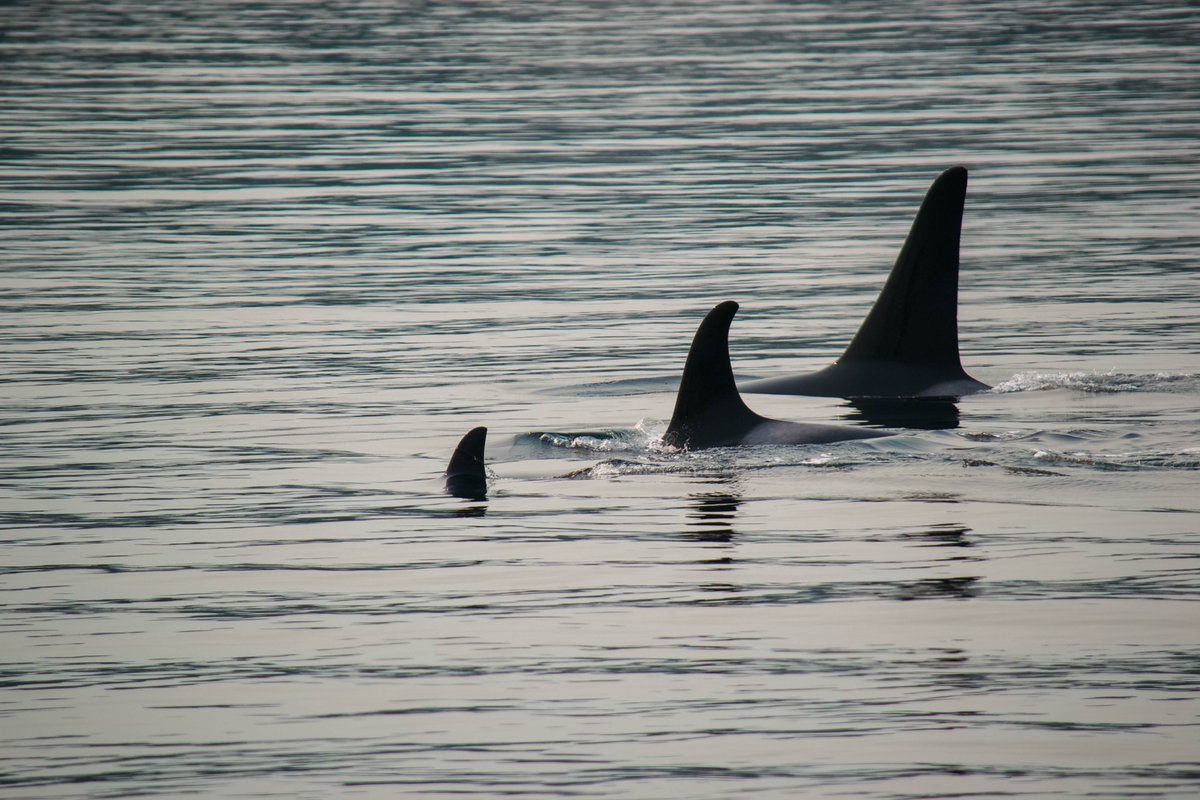 Laura Mann tweet media