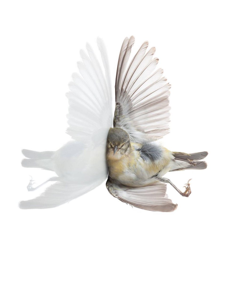 the artidote tweet media