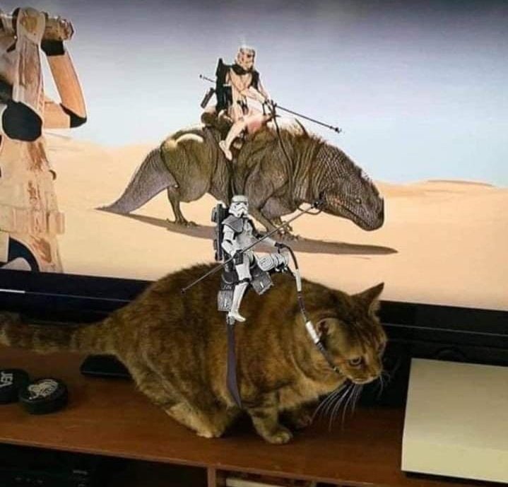 Una buena razón para tener un gato...