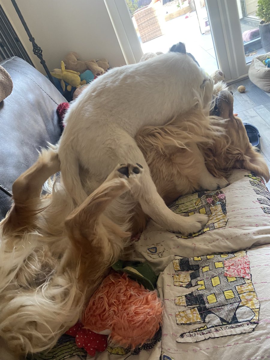 M was on golden duty today.. just her and the 5 of us hooligans!!