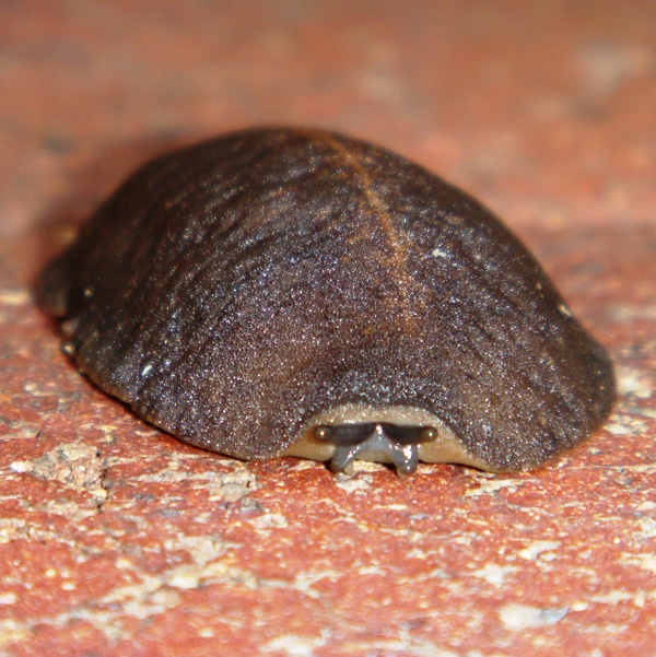 Obrázok