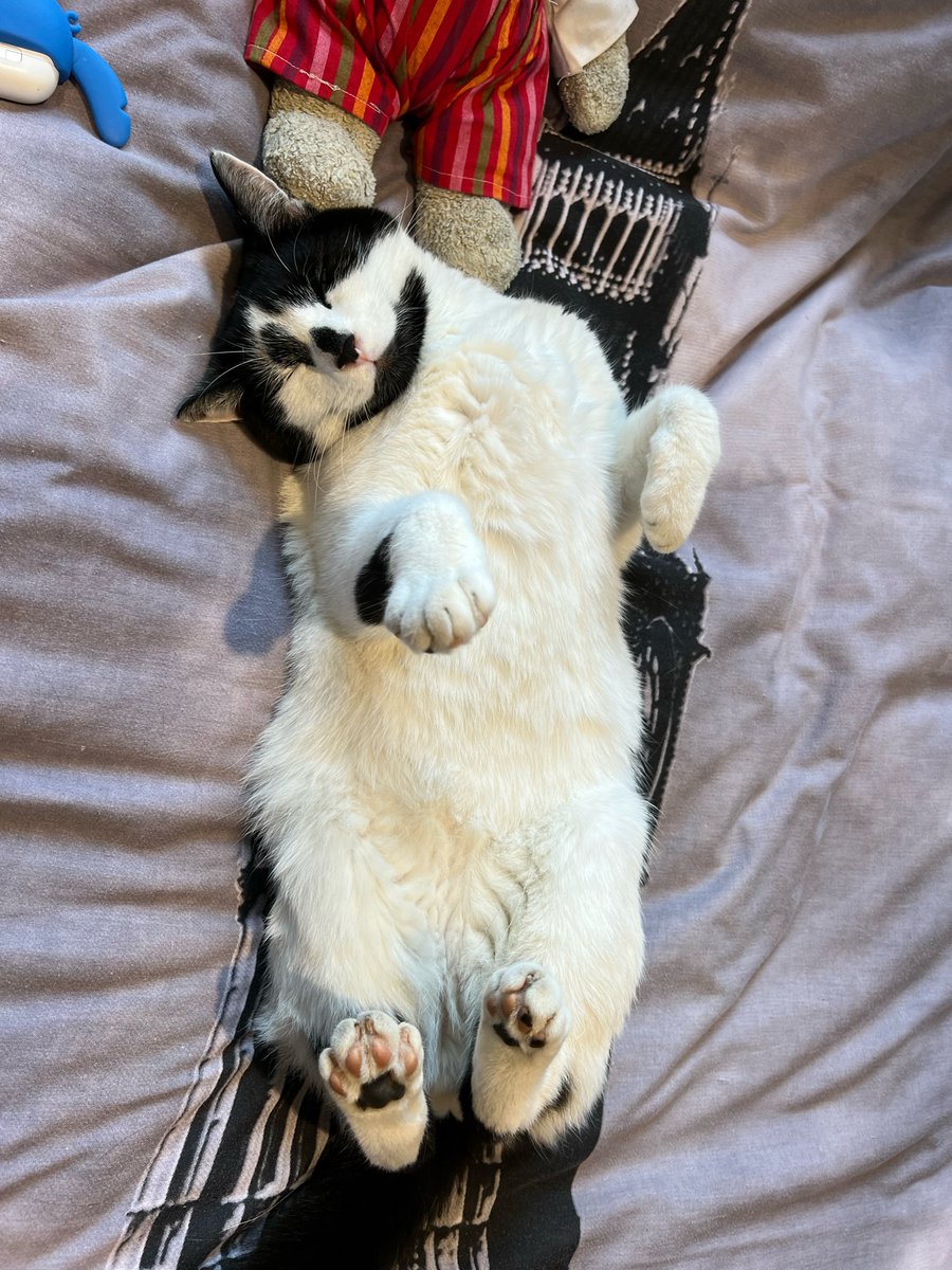 ScrumpoTM's tweet photo. After a busy #Caturday, it's time for this little pussycat to sleep.  Sweat dreams my fearsome feline friends.  #CatsOfTwitter https://t.co/uGVBdfvqlP