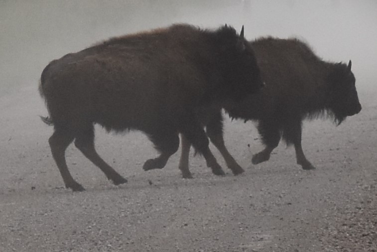 LizTyner1's tweet photo. I saw more bison in OK than I saw in Yellowstone, but here they are in a much smaller area and it's easier to search for them. #tallgrassPrairiePreserve #Oklahoma https://t.co/re15BaT8Yn