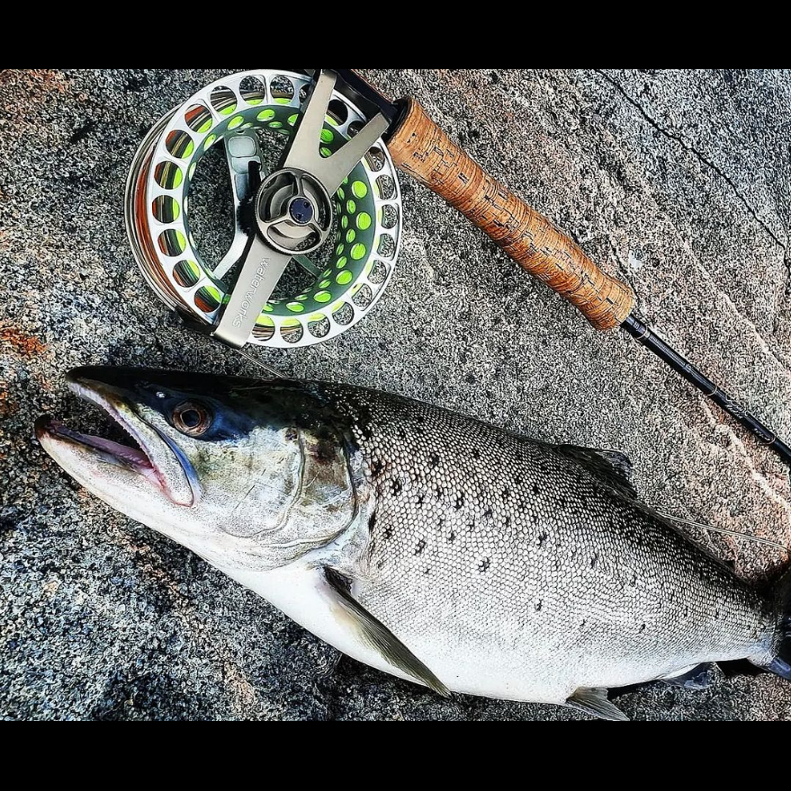 Saltwateronfly's tweet photo. Great photo and Nice Trout
@mojosumo
Summer trout 💥
.
.
.
.
.
.
.
.
.
#searunbrown #baitfish #baitfishfly #theflycompany #saltwaterflyfishing #troutonthefly #troutbum #troutcandy #ahrexhooks #ahrex #alltomflugfiske #flugbindning #flytyingporn #flyporn #flyfishing https://t.co/Lk5hhrDq0w