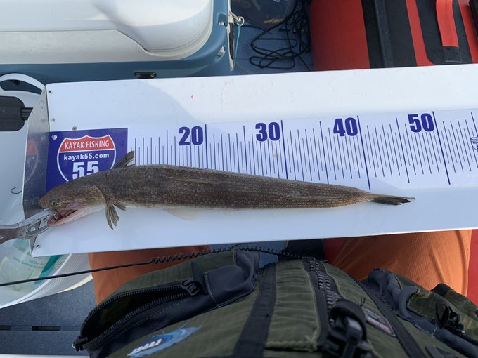 エソとはどんな魚 食べ方やおすすめレシピ5選もあわせて紹介 お食事ウェブマガジン グルメノート
