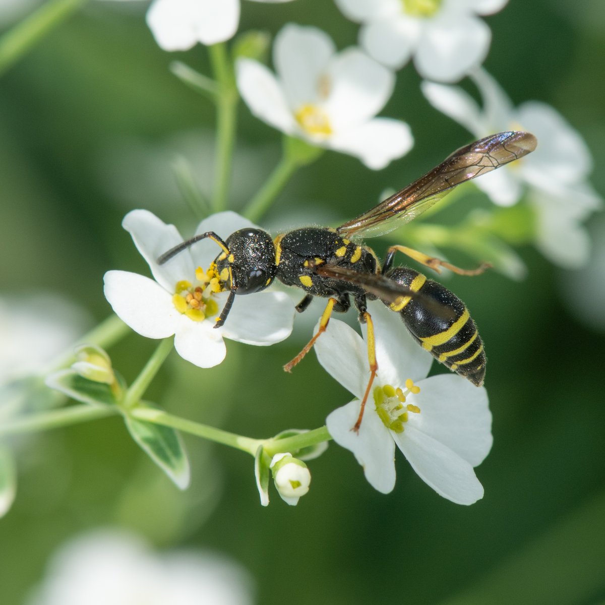 Wasp photos taken Thursday including another observation of Zethus spinipes, a recent arrival to MN. 
Photo 1) Zethus spinipes spinipes
Photo 2) Parancistrocerus leionotus
Photo 3) Episyron biguttatus
Photo 4) Ancistrocerus adiabatus
#WaspLove #nativeplants #beneficialinsects