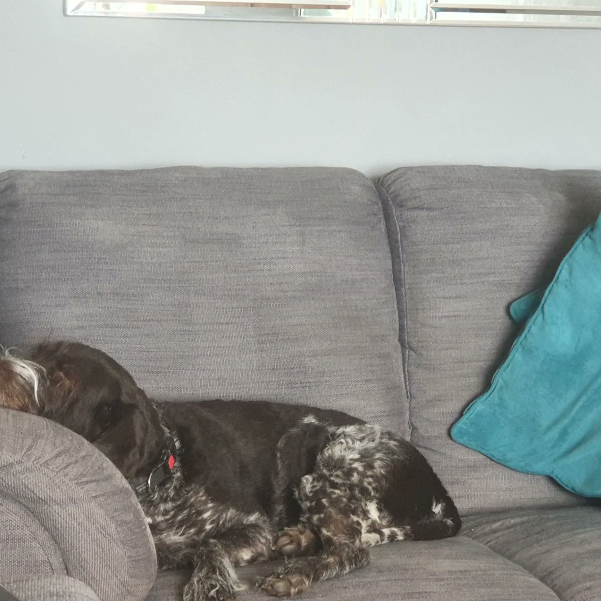 JohnSheridanRN's tweet photo. #EvaTheGWP has made the most of her Saturday and totally relaxed! #Hartperry #DogsofTwitter #DogsOfInstagram #GermanWirehairedPointer #GWP https://t.co/UbxlRFHRH7