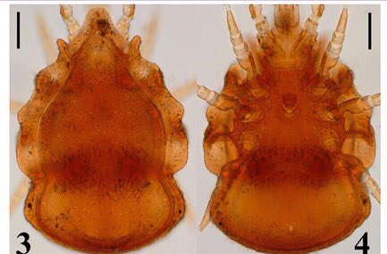 acarological's tweet photo. First record of the genus Leonardiella (Acari: Trachyuropodidae) from Turkey https://t.co/b1e98dCY5y #acari #mite #arachnida #leonardiella https://t.co/jQ5NTZowoQ