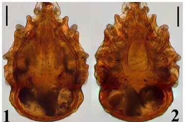 acarological's tweet photo. First record of the genus Leonardiella (Acari: Trachyuropodidae) from Turkey https://t.co/b1e98dCY5y #acari #mite #arachnida #leonardiella https://t.co/jQ5NTZowoQ