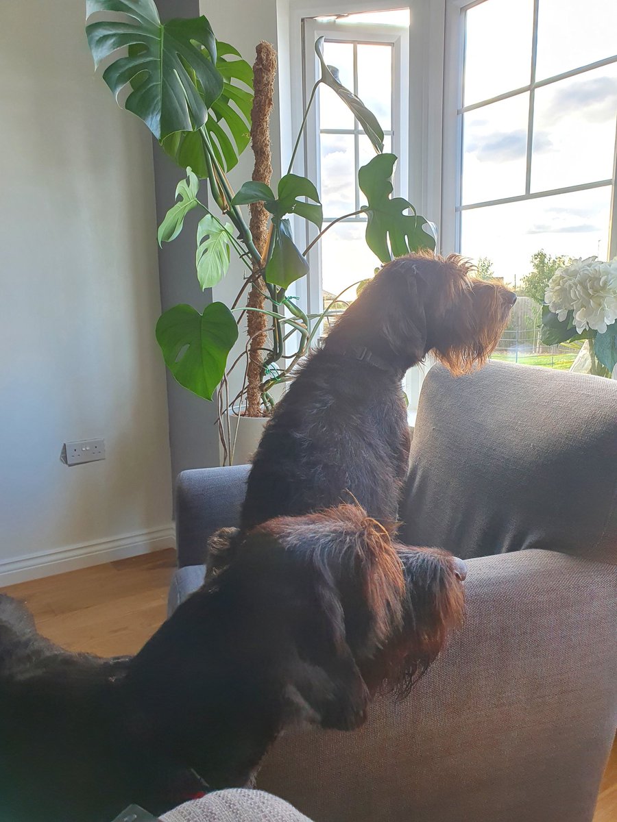 JohnSheridanRN's tweet photo. #LunaTheGWP & #CharlieTheGWP enjoying being nosey and getting some people/dog watching in whilst we are finishing the DIY #GermanWirehairedPointer #GWP #DogsofTwitter #DogsOfInstagram #Hartperry https://t.co/ytIefQ9Tfn