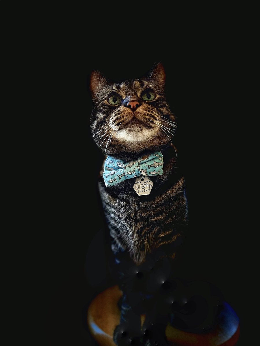LC121624's tweet photo. Made a new account for all my writing stuff so hello!

I’m LC and I write sapphic books for enjoyment and maybe someday I’ll try to publish them.

Always looking for new friends in the #WritingCommunity to learn from and chat with!

This is my cat because who doesn’t love a cat? https://t.co/SLe58D9YqB