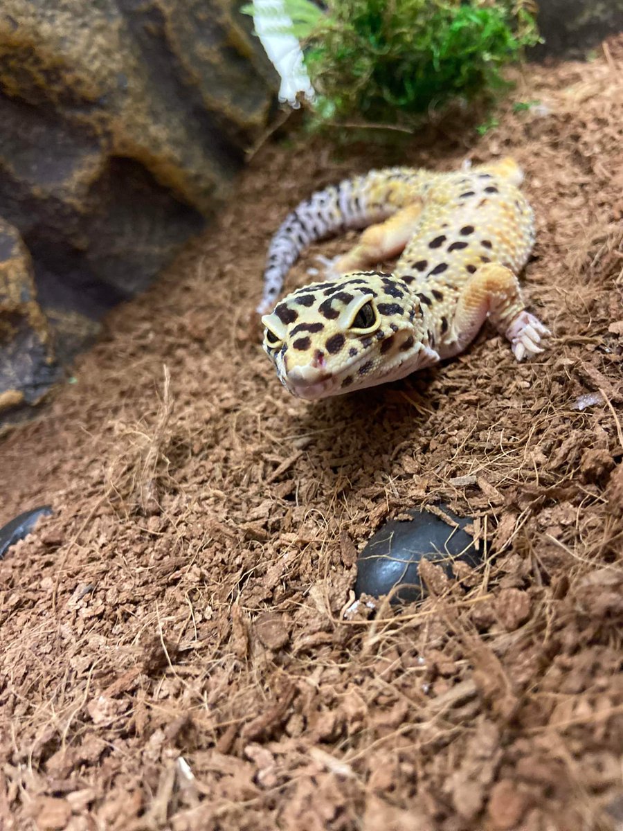 Who would love Sunny to come crash their birthday party? Well we can make that happen! Email us at programs@nectaroutreach.org to find out more about animal ambassador birthday party options.