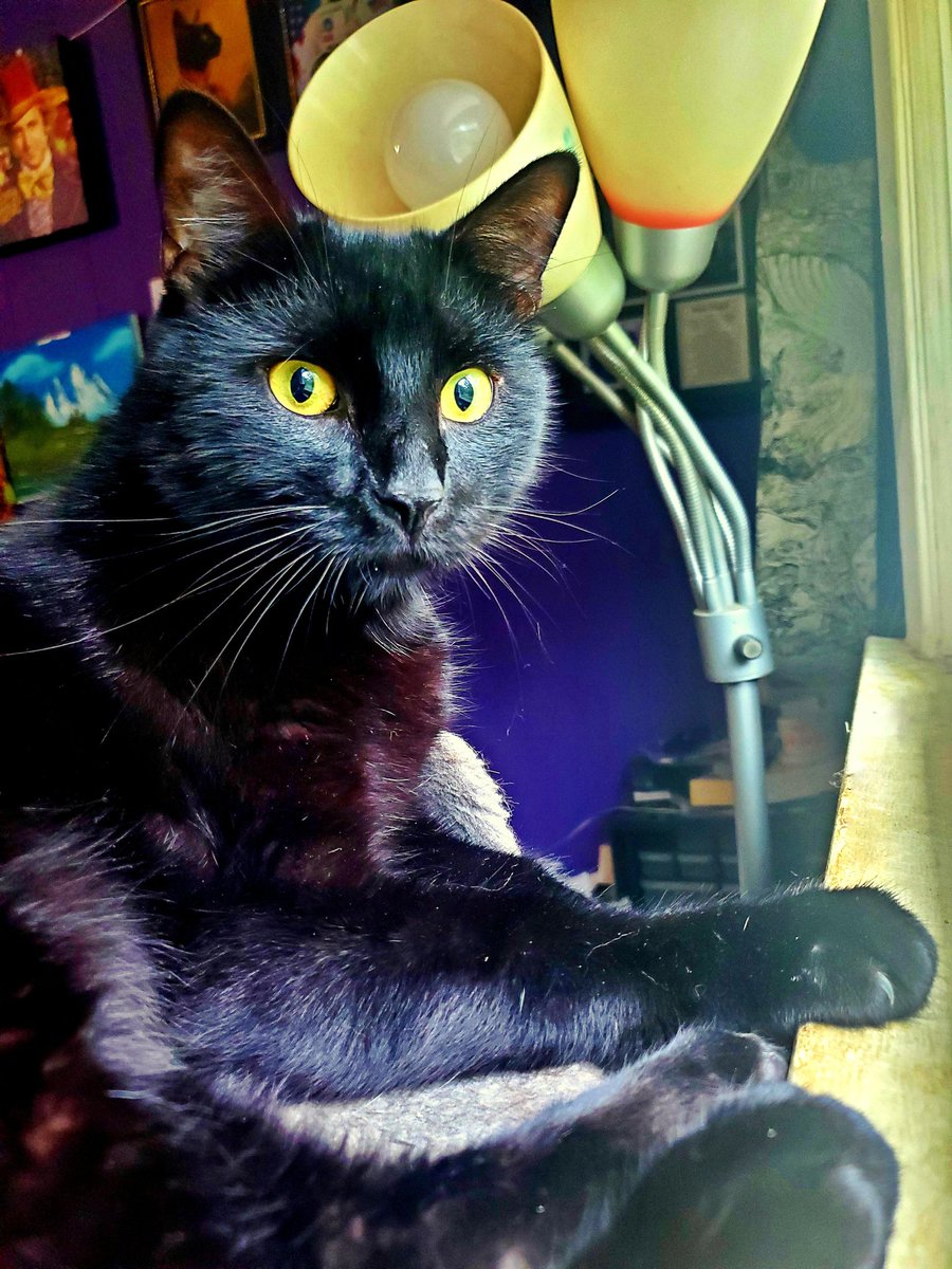 GhostKitteh's tweet image. Am spying on teh neybors. And teh birbs. And teh skwerls. 😹
#CatsOfTwitter #BlackCat #AdoptDontShop #Cats #BlackCatsOfTwitter #Caturday