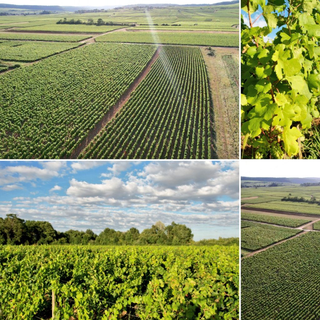 LokoStephane's tweet photo. Du bon vin de #Bourgogne GRAND CRU du château de #Meursault produit dans ces vignes
#Cortonvergennes #vin #grandcru https://t.co/7PiC738CCY