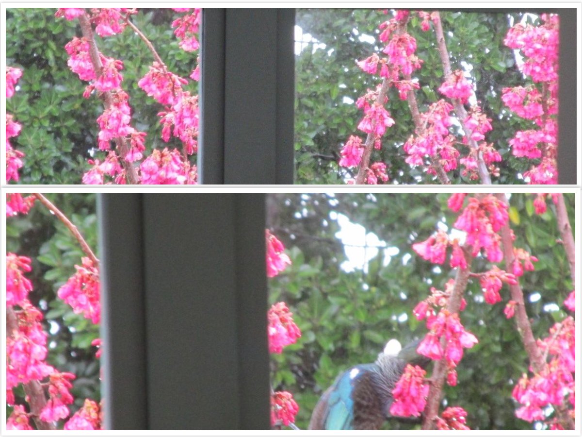 GabyLynch9's tweet photo. Walk into the bedroom and what do I see? #ViewThroughTheWindow #TodaysTui 😊🐦 https://t.co/DRVlsBV6DX