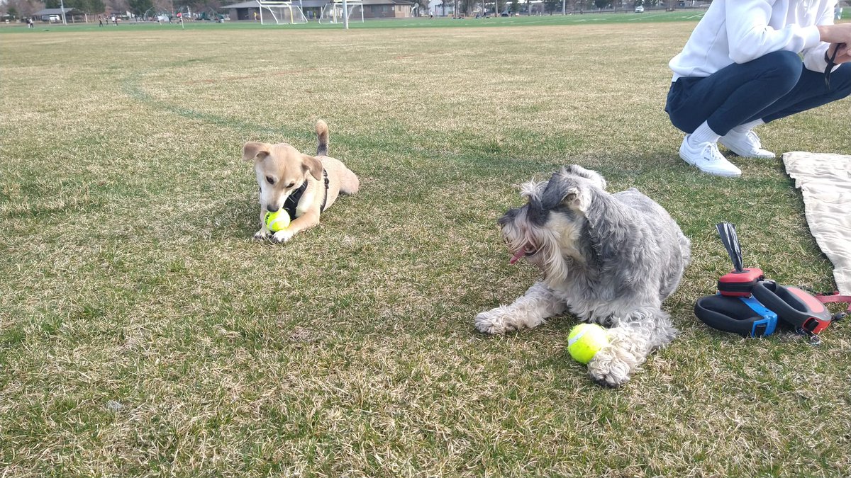 adsziz's tweet photo. @AdamParkhomenko Kira and Lola https://t.co/cJUkSIPsdY