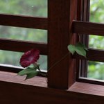 ツイートに含まれる画像