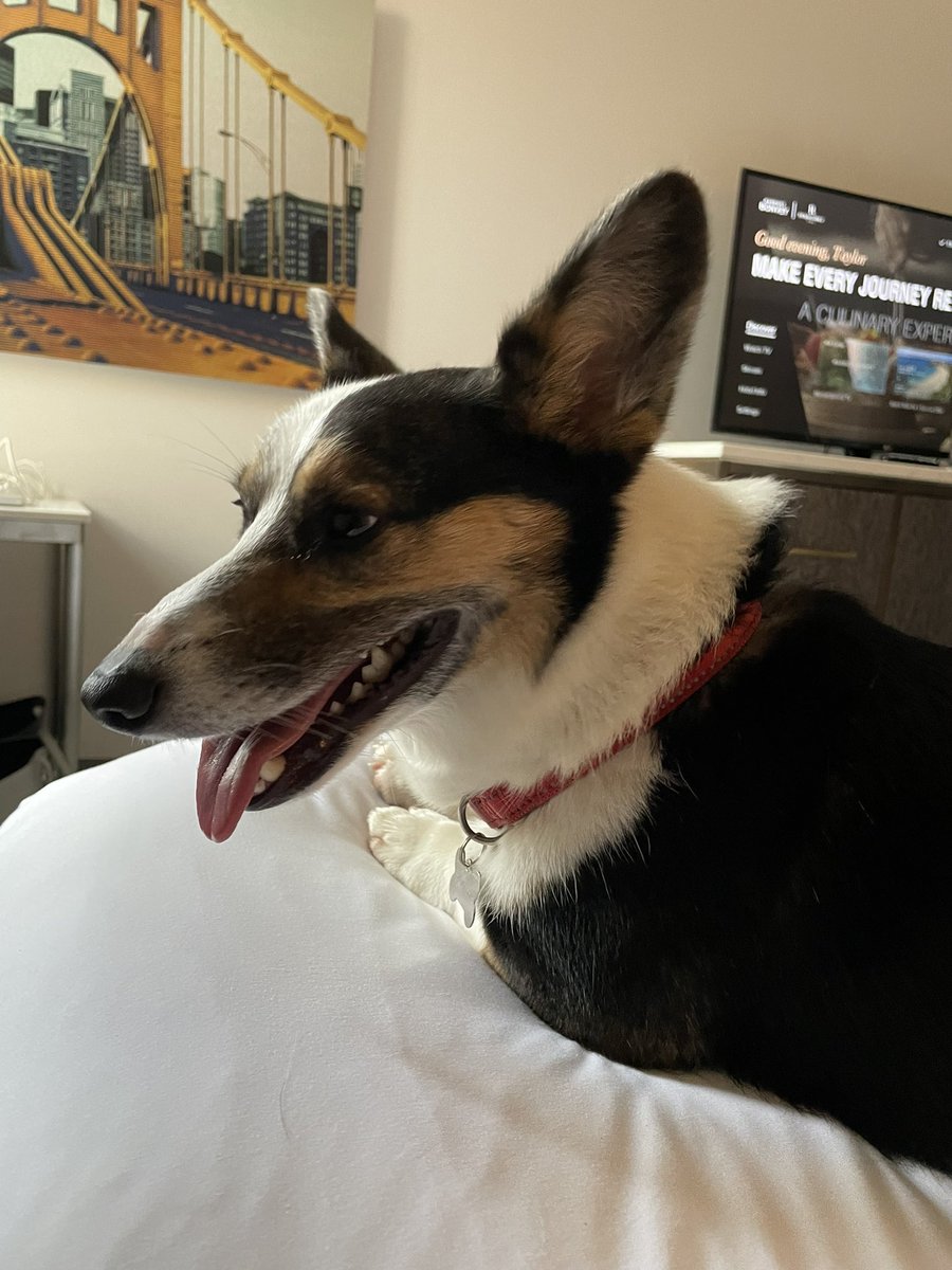 Rocky and I have officially made it to Pittsburgh for #PlantHealth2022! If you see this corgi around, feel free to talk to him about your research 😄🐶🪴