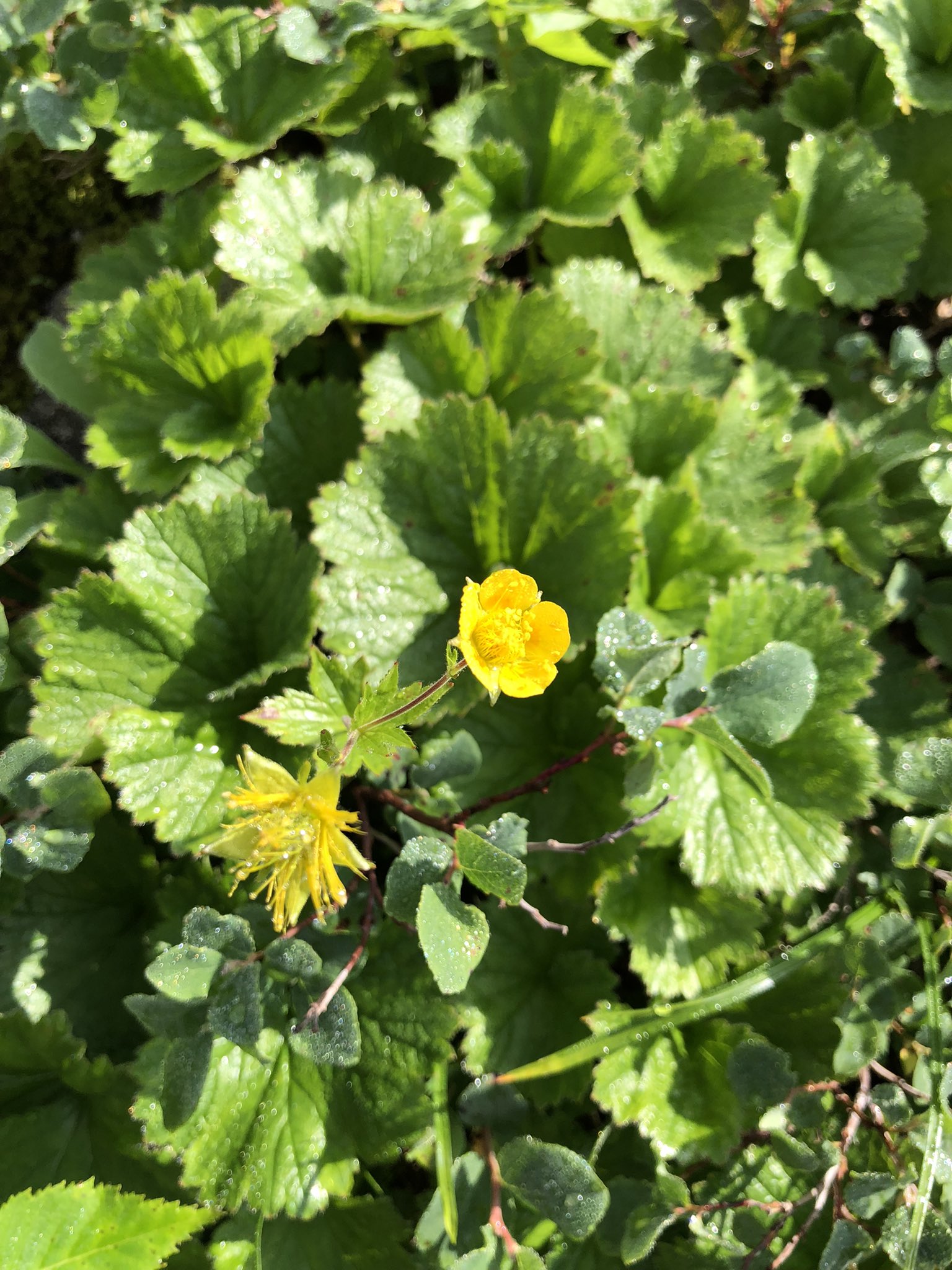 ほいちゃん ミヤマダイコンソウ T Co vztsvmvk Twitter ほいちゃん ミヤマダイコンソウ T Co vztsvmvk Twitter