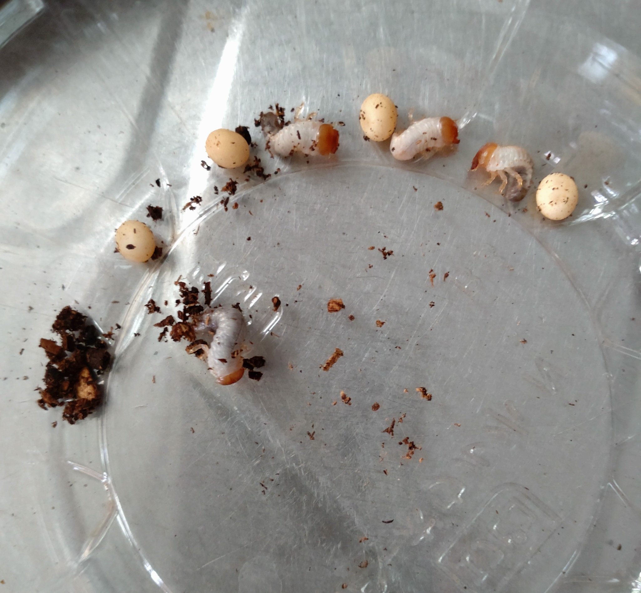 Mamako ヘラ 卵管理のボトルにコバエを3匹確認したので ベランダでひっくり返した所 卵と初令が半分こ 新しいマットに其々振り分けました 頭でっかちの幼虫なので 脱皮してから 3日程経ってますね T Co Sr6hc0m5lh Twitter Mamako ヘラ 卵管理のボトルにコバエを3匹確認したので ベランダでひっくり返した所 卵と初令が半分こ 新しいマットに其々振り分けました 頭でっかちの幼虫なので 脱皮してから 3日程経ってますね T Co Sr6hc0m5lh Twitter