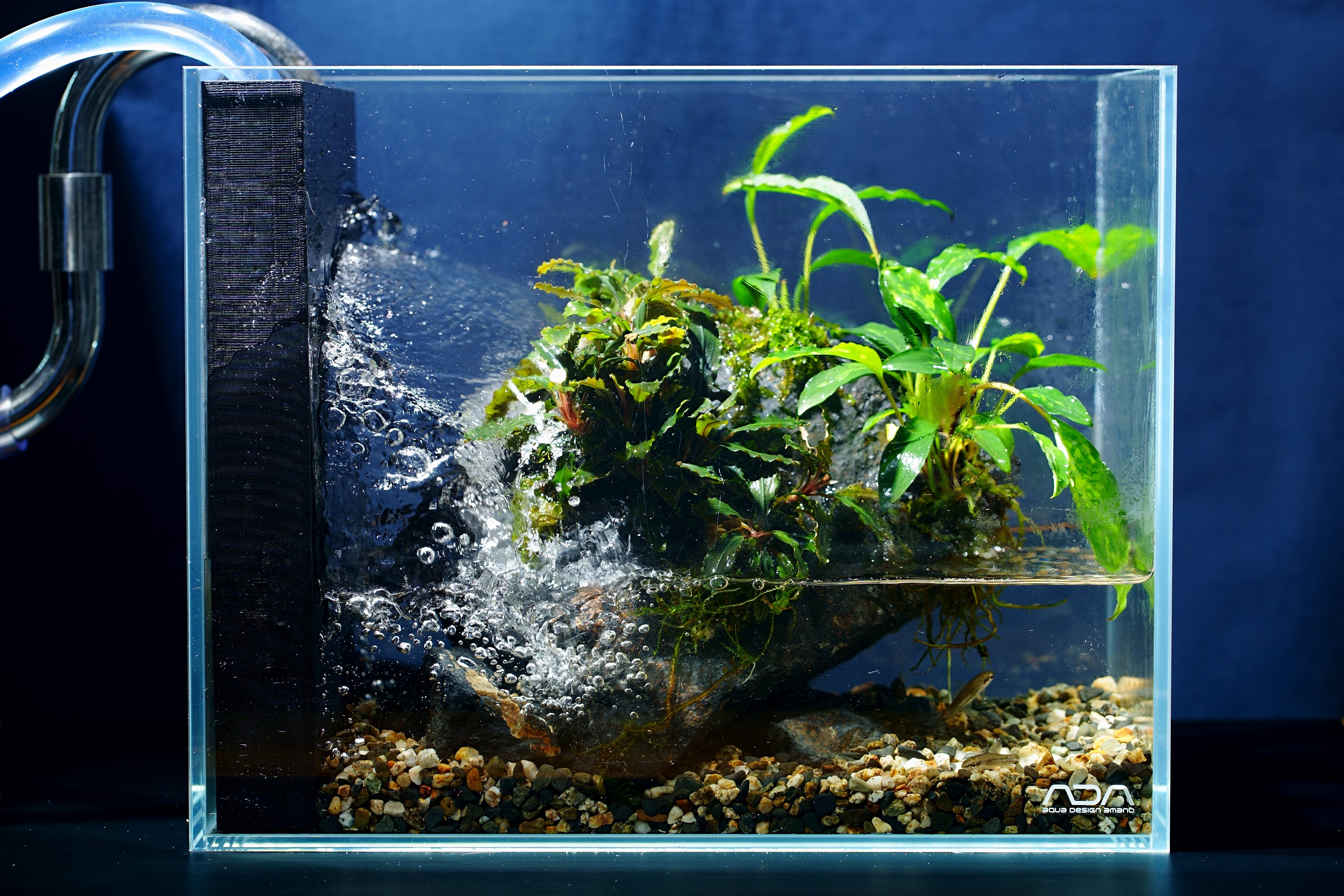 パルダリウムのすべて Allofpaludarium Twitter