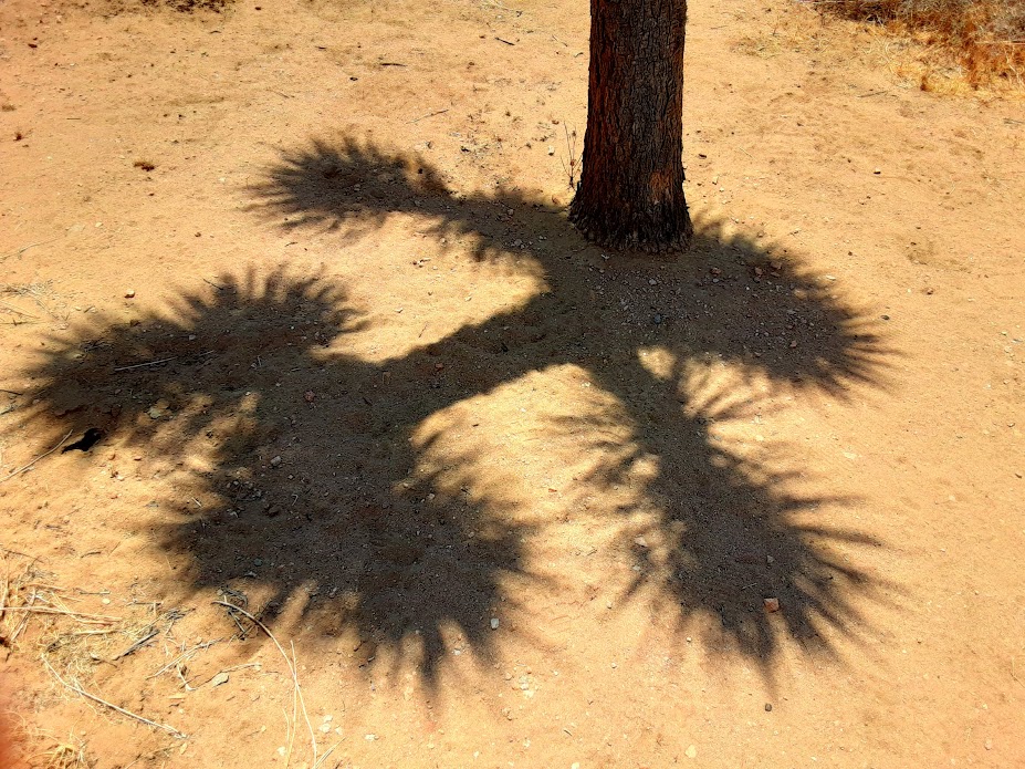 EconomonPaul's tweet photo. #joshuatree #Californianationalforest #pauleconomon https://t.co/wCFy1eITM8
