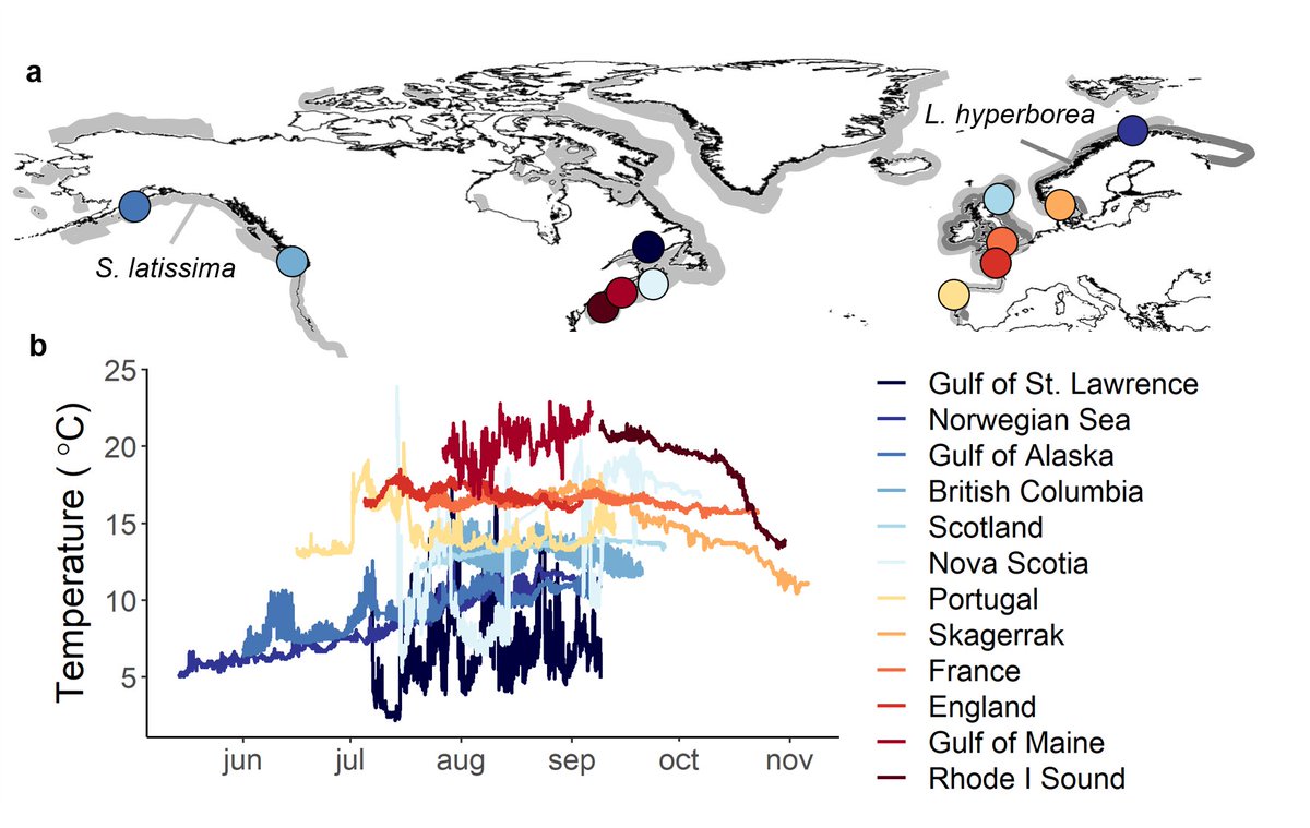 Karen Filbee-Dexter (@filbeek) on Twitter photo Our new paper published in #PLOSBiology examines #kelp blue carbon transformation across the northern hemisphere. We find faster decomposition with warmer sea temperature. An incredible replicated field experiment by 15 groups! plos.io/3QnzBJY <a href="/Havforskningen/">Havforskningsinstituttet</a> <a href="/UWAresearch/">UWA Research</a> Our new paper published in #PLOSBiology examines #kelp blue carbon transformation across the northern hemisphere. We find faster decomposition with warmer sea temperature. An incredible replicated field experiment by 15 groups! plos.io/3QnzBJY <a href="/Havforskningen/">Havforskningsinstituttet</a> <a href="/UWAresearch/">UWA Research</a>