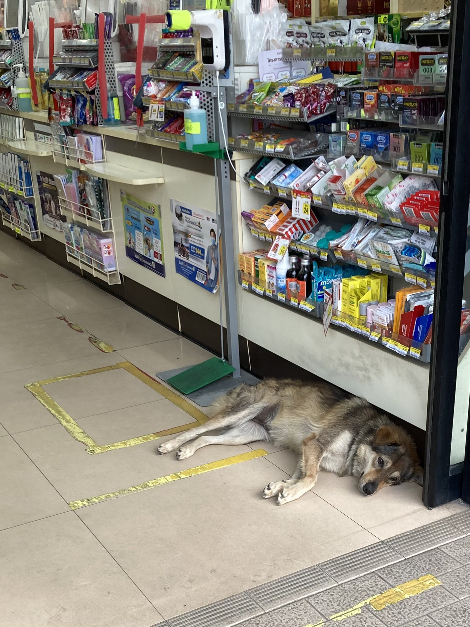 Uzivatel バンコク野良犬偵察記 Na Twitteru 足繁く通う太客ファンを哀れに思ったのか その後起きてきてくれたナナちゃん 久々の握手会です でも未だちょっと勘が戻ってないかも ですね 寝たきりというわけではない事が分かって良かった 犬好きさんと繋がり