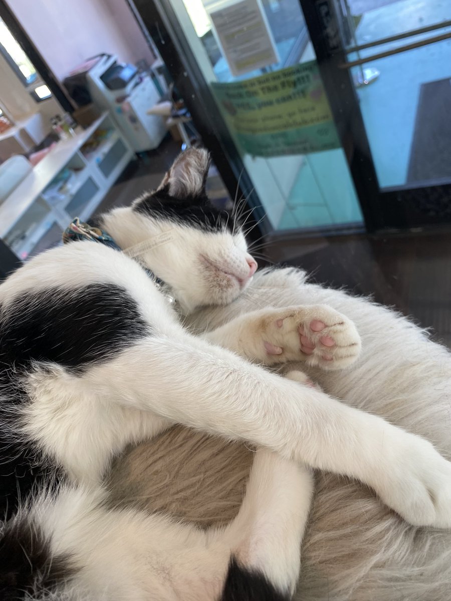 CodingoJones's tweet photo. So gentle and kind https://t.co/Mmg3eNxad0