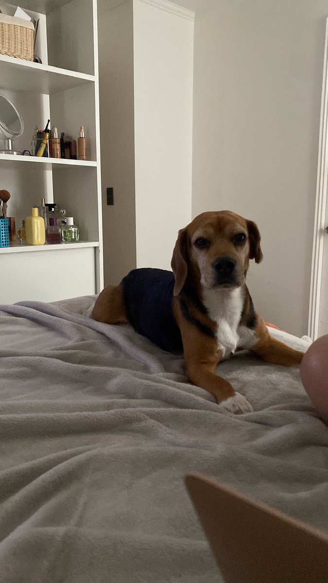 nicofrez's tweet photo. Por fa ayúdenme a difundir! Encontramos a este perrito solo en Eliecer Parada y lo tenemos en casa mientras aparece su familia o algún hogar temporal. Tiene chip pero la página no sirve @laSUBDERE @Muni_LasCondes @MuniNunoa @Muni_provi #LeyCholito https://t.co/YMmXsU3Mda