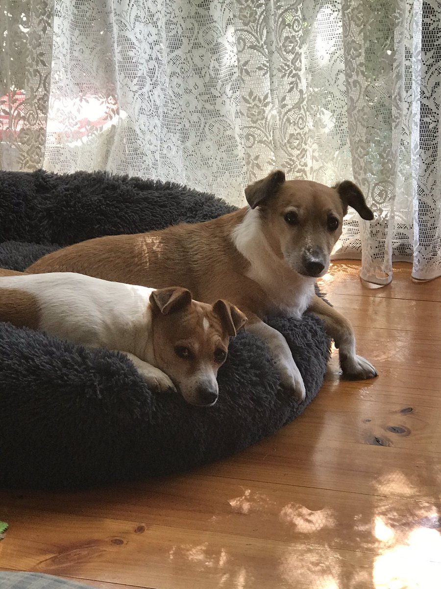 Pickles & Buddy OTRB🌈 tweet media