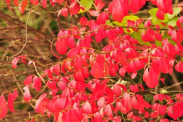 花言葉 高画質 のtwitterイラスト検索結果