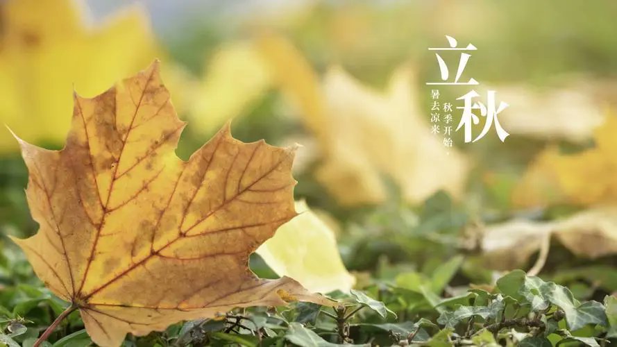 cultureCHN's tweet photo. #立秋，中国二十四节气之一，是阳气渐收、阴气渐长，由阳盛逐渐转阴盛的转折。在自然界，万物开始从繁茂成长趋向萧瑟成熟。
  立秋并不代表酷热天气就此结束，立秋还处在暑热时段，初秋期间天气仍然很热。进入秋季后，阴阳之气开始转变，草木的叶子从繁茂的绿色到发黄，并开始落叶，庄稼则开始成熟。 https://t.co/vD4yY0pdaG