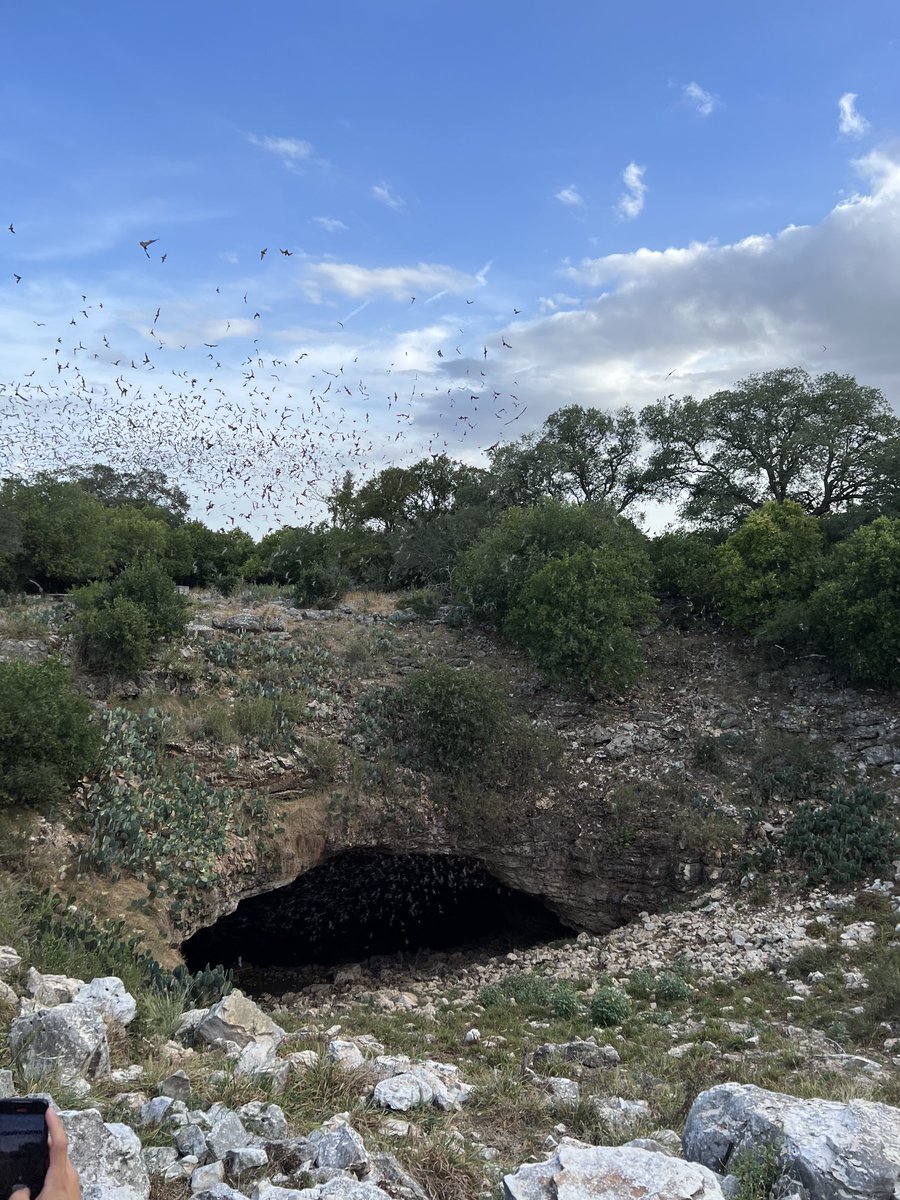 Angelo Soto (@mormoops) on Twitter photo 1st time at #BrackenCave. Didn’t disappoint. Even saw a white #freetailedbat. Thanks <a href="/BatConIntl/">Bat Conservation International</a> <a href="/GlobalBatNet/">Global Union of Bat Diversity Networks (GBatNet)</a> <a href="/WildlifeAcoust/">Wildlife Acoustics</a> 1st time at #BrackenCave. Didn’t disappoint. Even saw a white #freetailedbat. Thanks <a href="/BatConIntl/">Bat Conservation International</a> <a href="/GlobalBatNet/">Global Union of Bat Diversity Networks (GBatNet)</a> <a href="/WildlifeAcoust/">Wildlife Acoustics</a>
