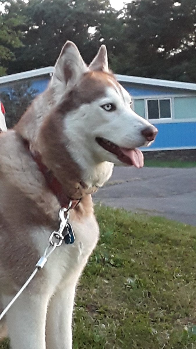 #siberianhusky