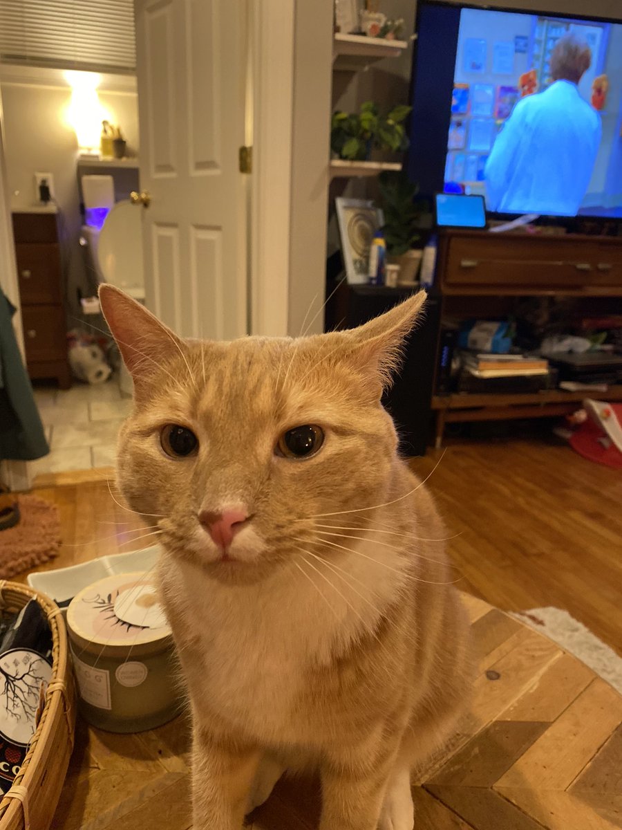 thomas_emery's tweet photo. He’s mad because we came back inside. He’s been loving his harness time outside!! Hung with a dog today https://t.co/mCivcstFnl