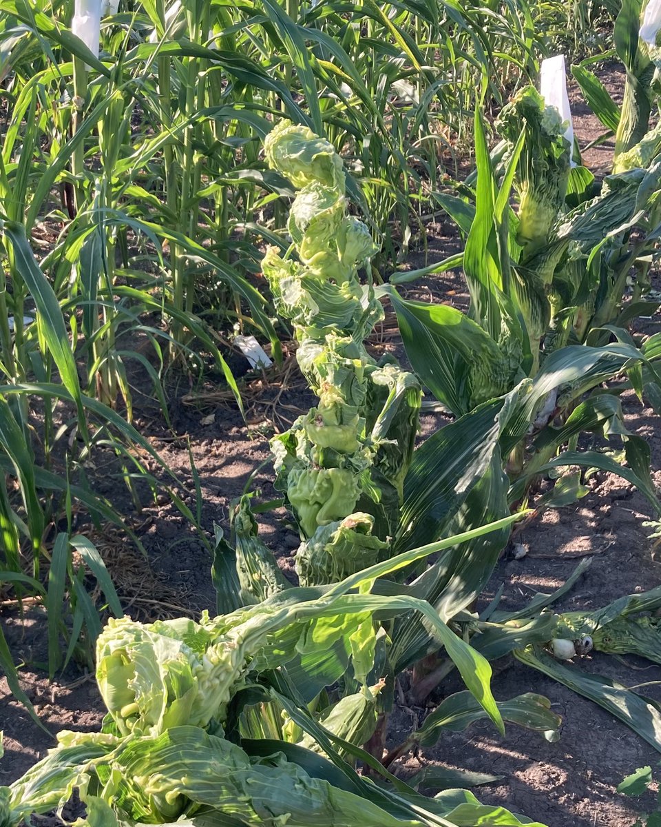 Damon Lisch tweet media