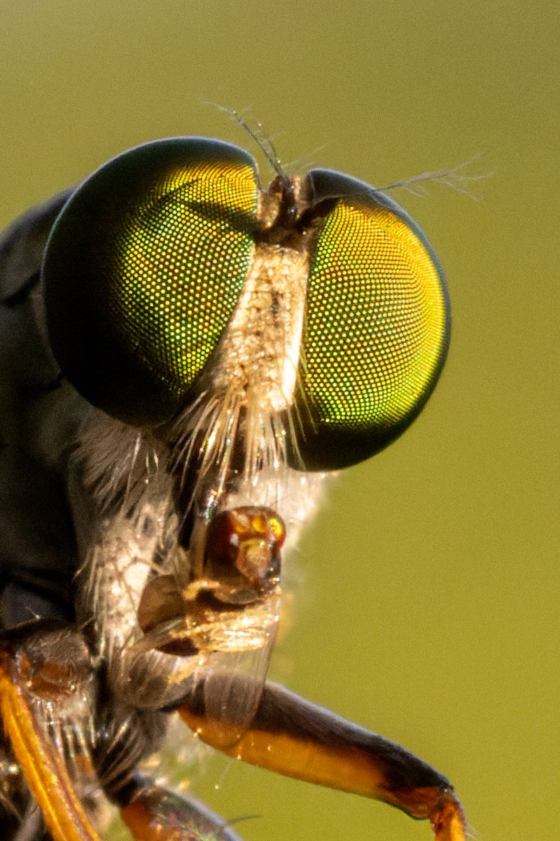 A Green-Eyed Robber Fly with prey. This species is a fierce predator, earning the nickname "bee killer." (Stony Brook, NY)

#nature #insect #photography #naturephotography #macrophotography