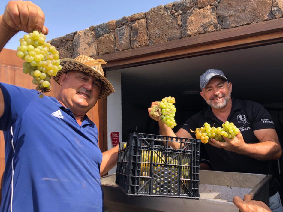 BodegaConatvs's tweet photo. El pasado sabado se vendimieron por la 5 vez la uva blanca con Denominación de Origen en la Isla de Fuerteventura, concretamente de la DOP Islas Canarias Canary Wine#vendimia #vendimia2022🍇 #vendimiafuerte #uvablanca #cosecha2022 #bodegaconatvs #bodegasconatvs🍇🔝🍷📶🌎⭐⭐⭐⭐ https://t.co/HqaeWVNoVV