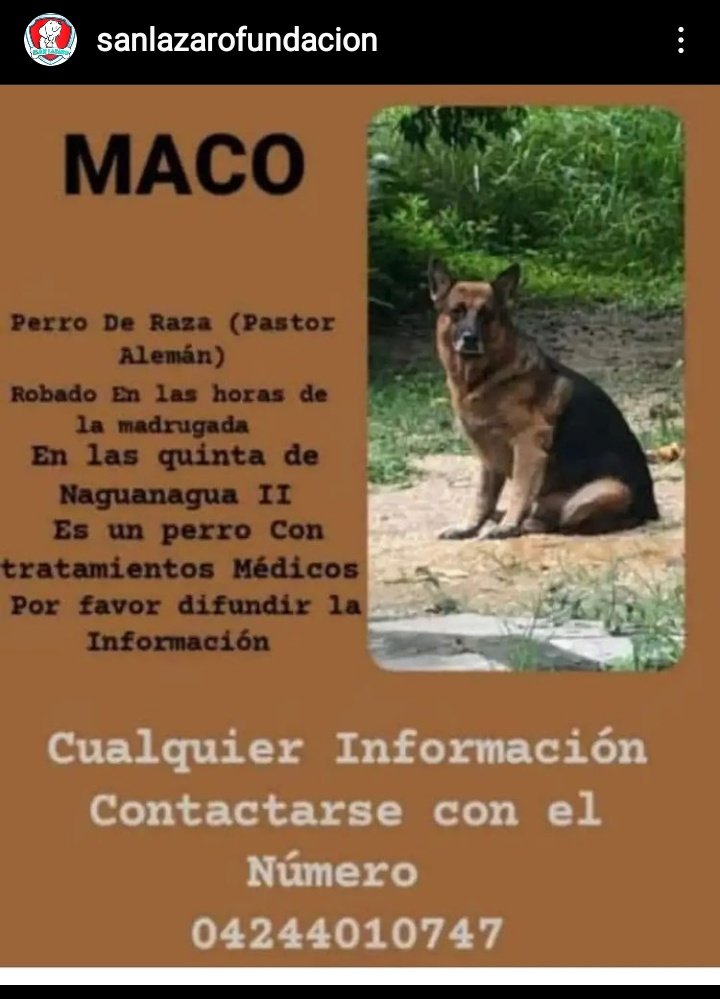 PerroUsuario's tweet photo. #SeBusca RT @cocomaria58: #Valencia #sebusca a Maco. Robado en las quinta de Naguanagua II 0424-4010747  https://t.co/yQYFRM1ru9