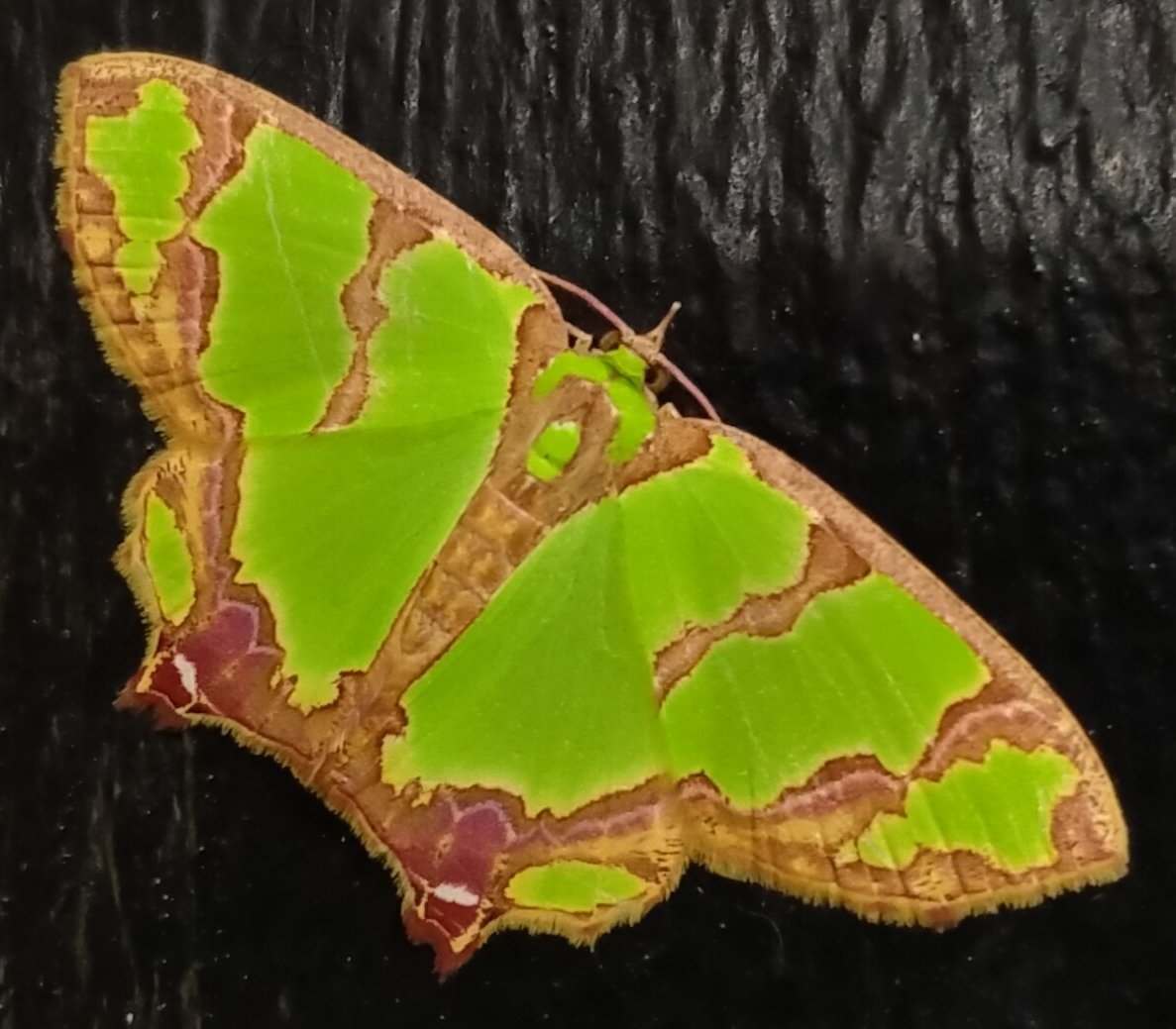 mavz0807's tweet photo. GreenButterfly
First time in my life to saw like this beautyfull and super cute butterfly. 💚🤍♥️🇮🇹 https://t.co/aVRDMHH7YK