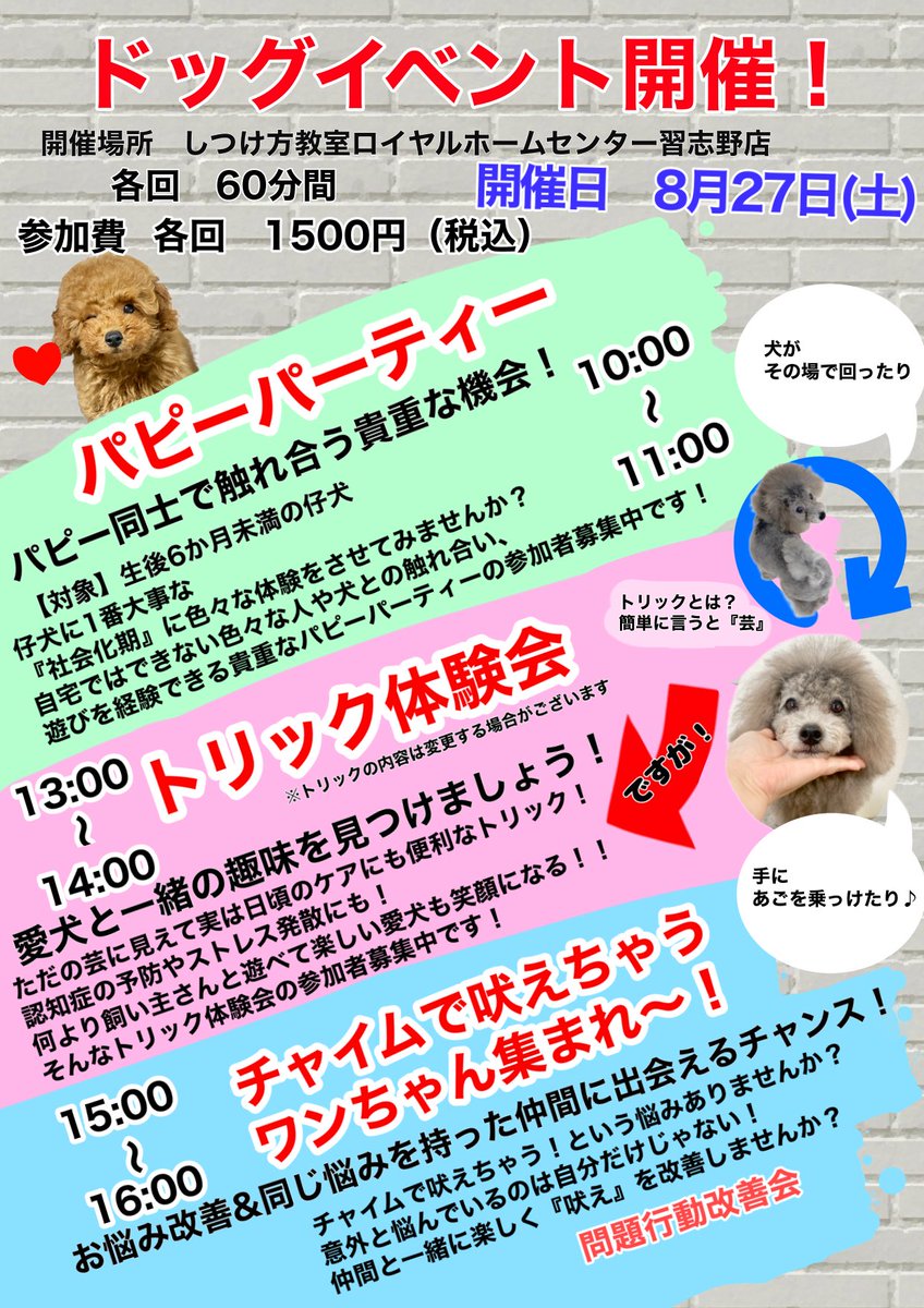 ウィジードッグアカデミー ウィジードッグクラブ 公式 Wizdogacademy Twitter