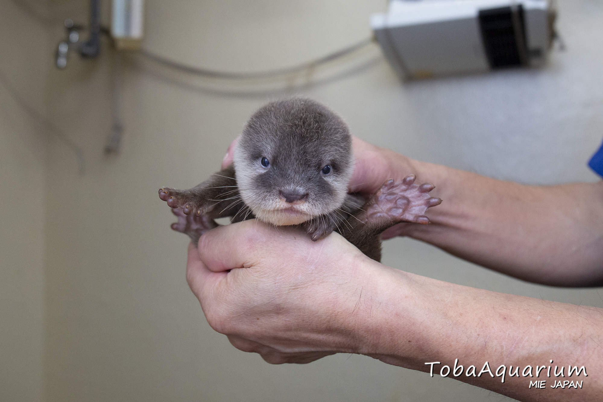 鳥羽水族館 Toba Aquarium 本日のカワウソベビたち 体重測定の様子です 現在の体重は500g ほど 手の平にすっぽりおさまる大きさです 鳥羽水族館 コツメカワウソ 赤ちゃん T Co Tyuuulaczs Twitter